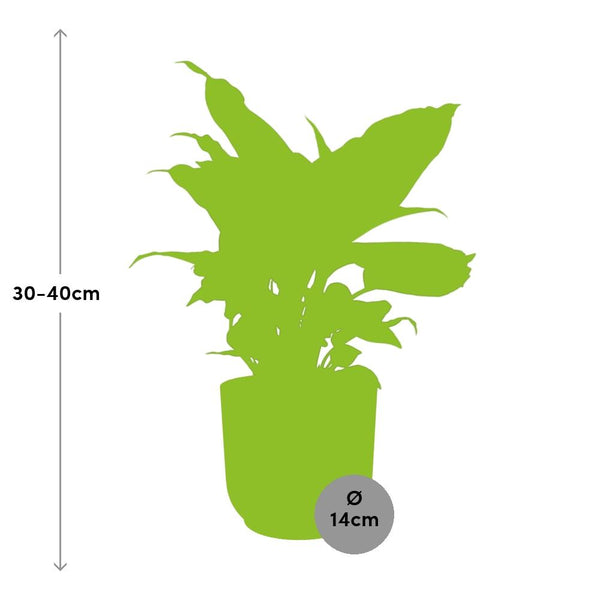 Dieffenbachia ‘Camilla’ - incl. Elho Vibes Fold Roze - ↕14cm