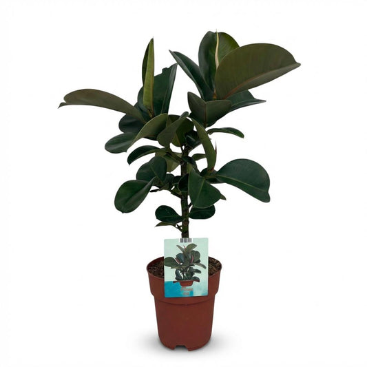 Rubberplant - Ficus elastica Cloe - Ø19cm - ↕65cm