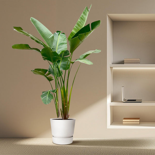 Witte paradijsvogelplant - Strelitzia augusta - Ø38cm - ↕250cm