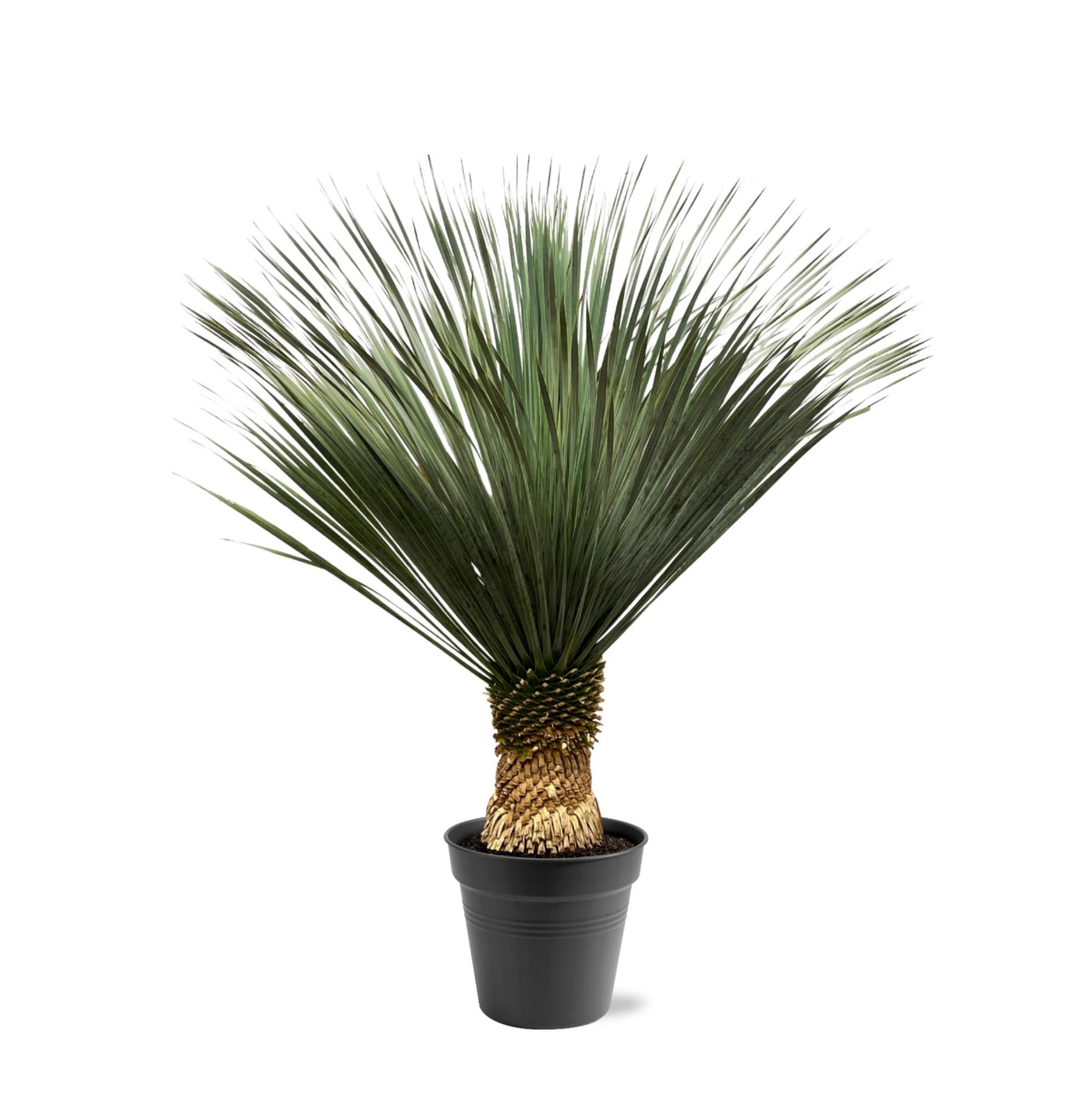 Palmlelie - Yucca Rostrata - ↕160cm