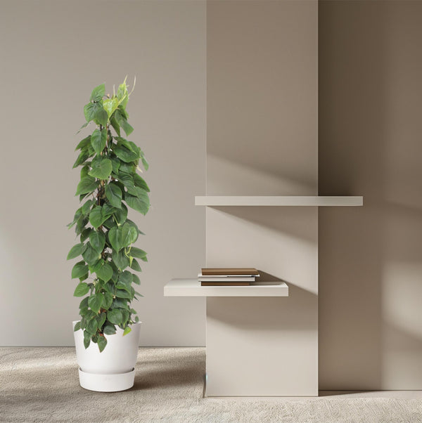 Philodendron Scandens gaasrek - Ø27cm - ↕150cm