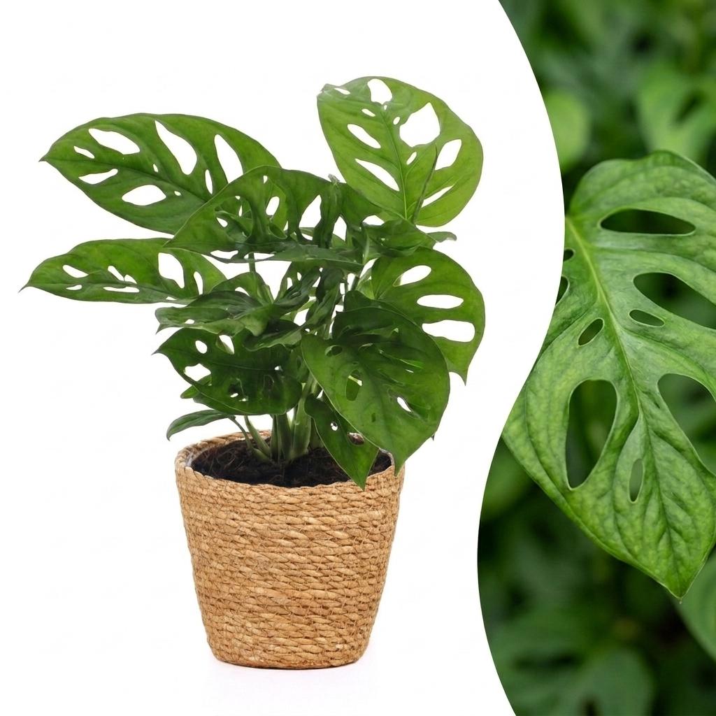 Gatenplant - Monstera adansonii Mosstok - incl. mand - Ø12cm - ↕25cm