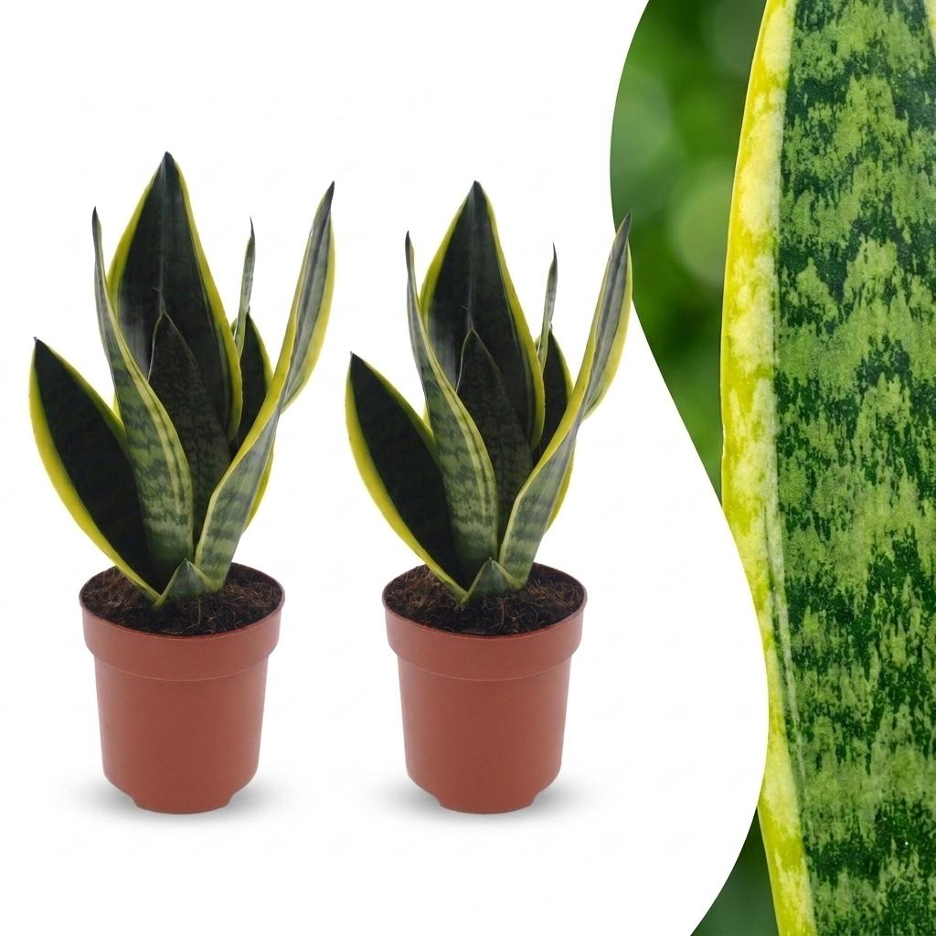 2x Vrouwentong - Sansevieria cylindrica 'Twist' - Ø12cm - ↕35cm