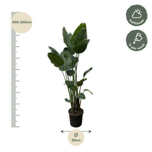 Witte paradijsvogelplant - Strelitzia nicolai - Ø34cm - ↕250cm