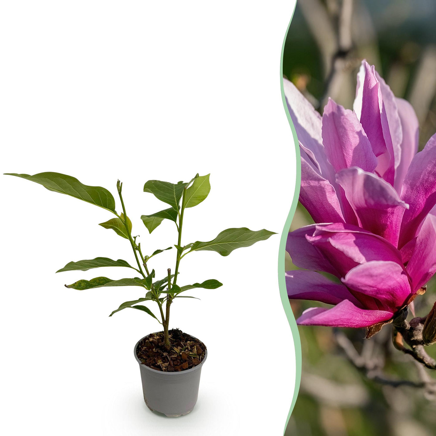 Magnolia - Magnolia liliiflora Nigra - paars - Ø12cm - ↕30cm