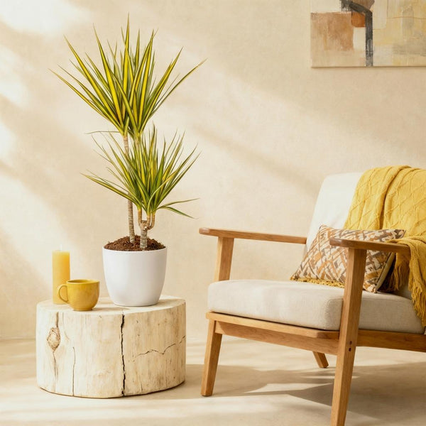 Drakenbloedboom - Dracaena Sunray - Ø21cm - ↕90-100cm