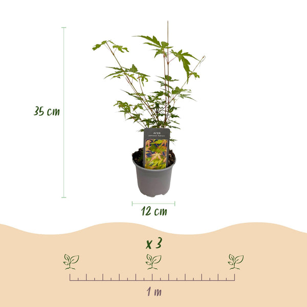 Japanse Esdoorn - Acer palmatum Sangokaku - Ø12cm - ↕35cm