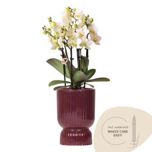 Vlinderorchidee - Phalaenopsis 'Lausanne' - incl. sierpot rood - Ø9cm