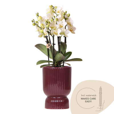 Vlinderorchidee - Phalaenopsis 'Lausanne' - incl. sierpot rood - Ø9cm