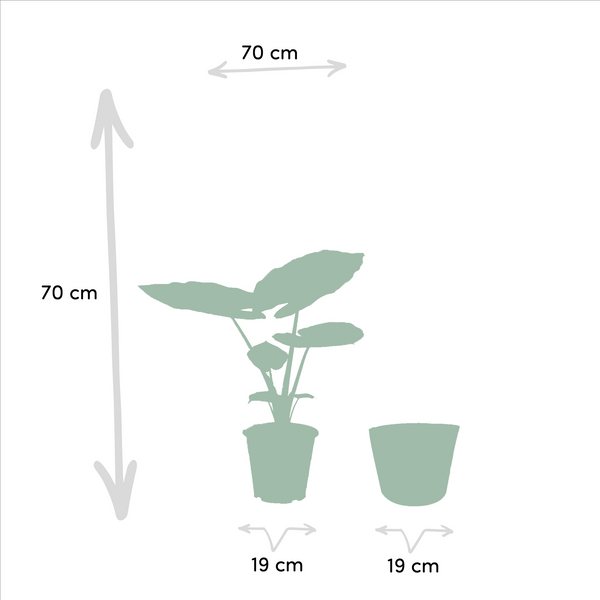 Olifantsoor - Alocasia Macrorrhiza - incl. Mand Selin - Ø19cm - ↕70cm