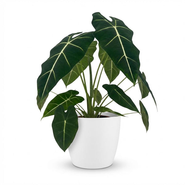 Olifantsoor - Alocasia Frydek - Ø19cm - ↕60cm