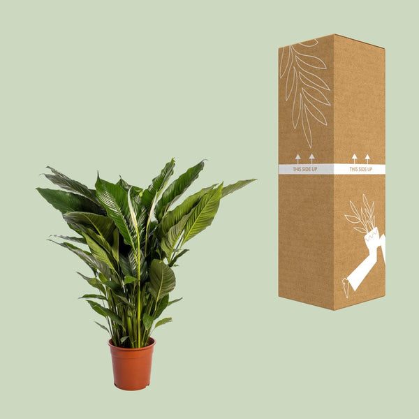 Lepelbloem - Spathiphyllum Sweet Sebastiano - Ø24cm - ↕110cm