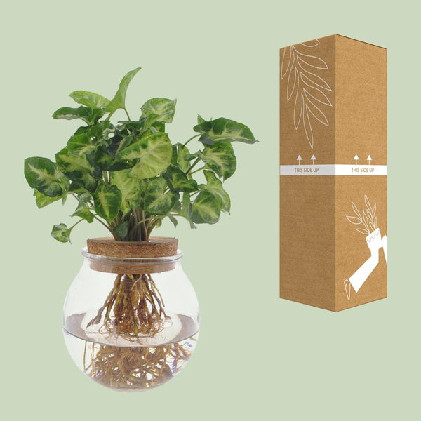Pijlblad - Syngonium Pixie - Ø12cm - ↕30cm