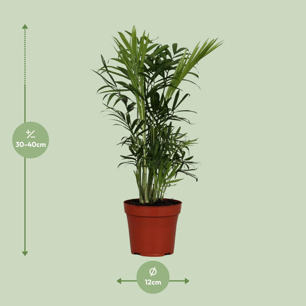 Bergpalm - Chamaedorea elegans - Ø12cm - ↕40cm