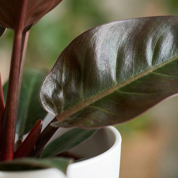 Philodendron Imperial Red - Rood - Ø19cm - ↕60cm