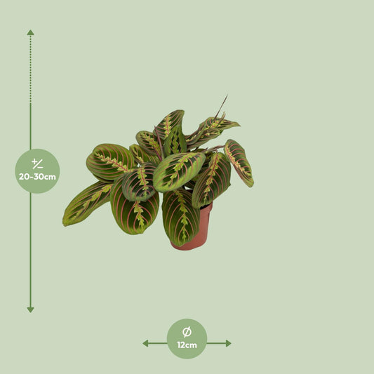 Zebraplant - Maranta Fascinator - Ø12cm - ↕20cm