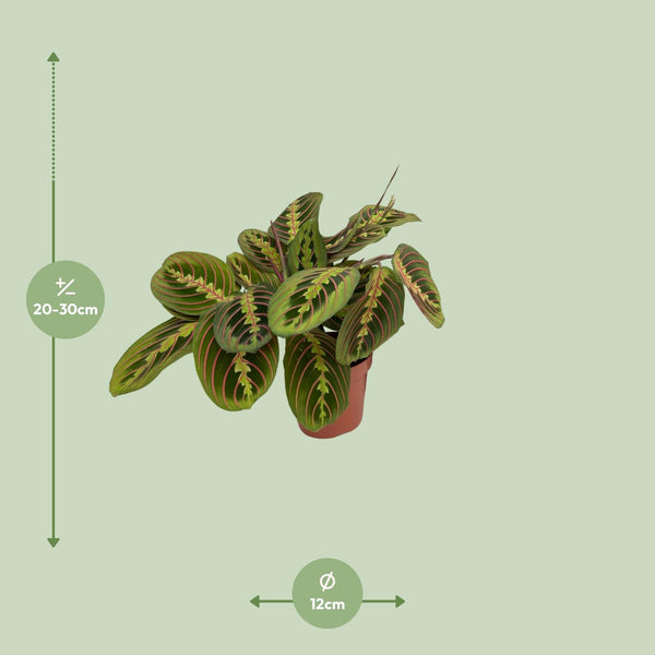 Zebraplant - Maranta Fascinator - Ø12cm - ↕20cm