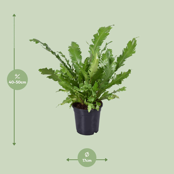 Tongvaren - Asplenium nidus - Ø17cm - ↕45cm
