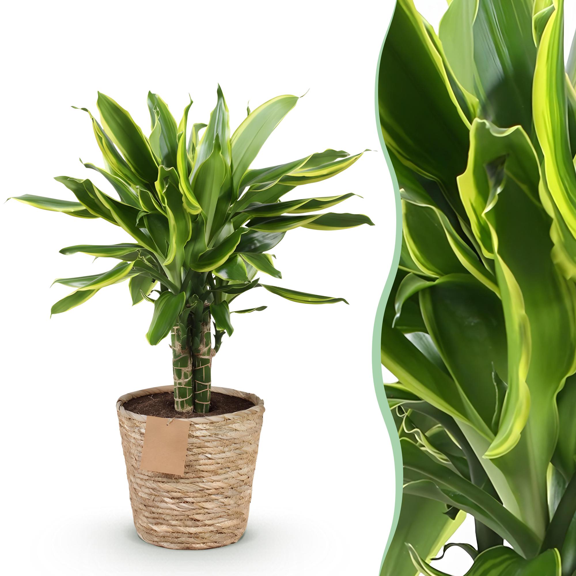Drakenbloedboom - Dracaena fragrans Golden Coast - Ø17cm - ↕50-55cm