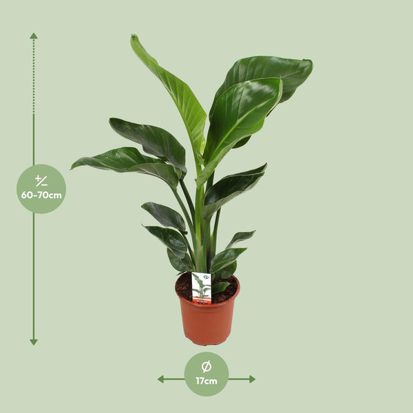 Witte paradijsvogelplant - Strelitzia nicolai - Ø17cm - ↕70cm