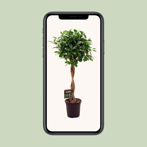 Vijgenboom - Ficus Micr. Moclame - Ø23cm - ↕110cm
