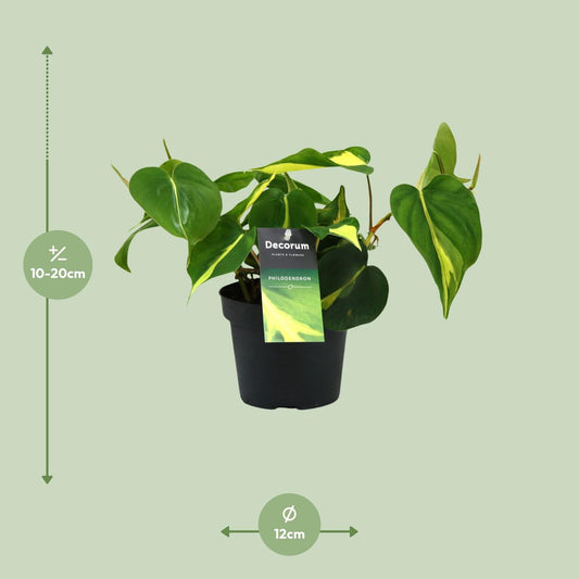 Philodendron Brasil Scandens - Ø12cm - ↕20cm