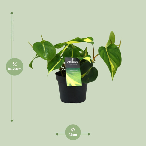 Philodendron Brasil Scandens - Ø12cm - ↕20cm