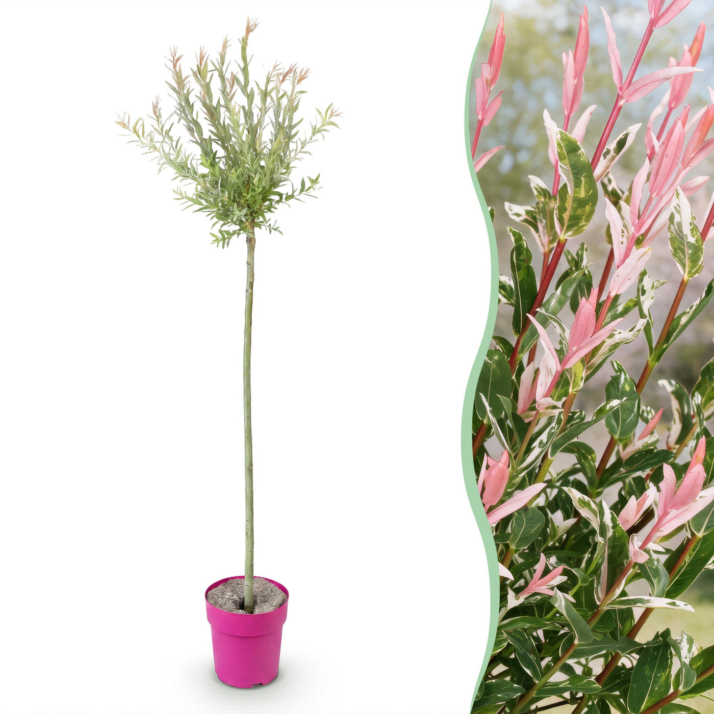 Bonte wilg - Salix Flamingo - Ø23cm - ↕150cm