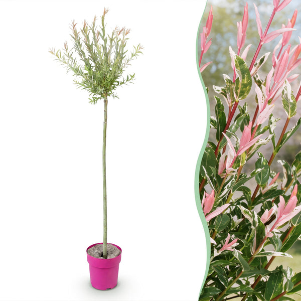Bonte wilg - Salix Flamingo - Ø23cm - ↕150cm