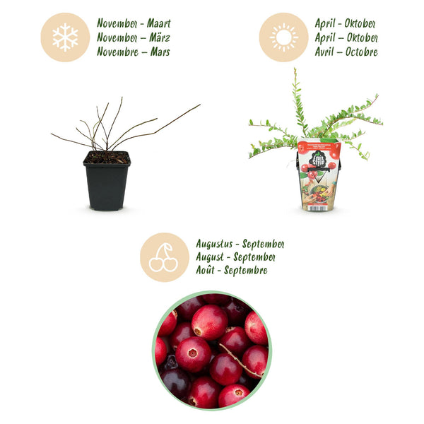 Bosbes - Vaccinium macrophylla Early Black - Ø9cm