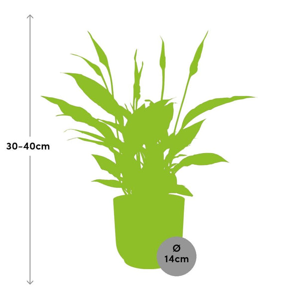 Lepelbloem - Spathiphyllum Torelli - incl. Elho Vibes Fold Roze - ↕14cm