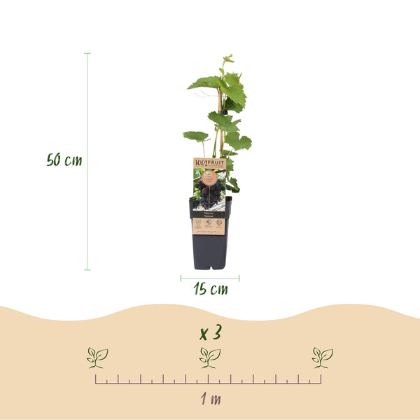 Druif - Vitis vinifera Vanessa - Ø15cm - ↕50cm