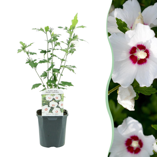 Hibiscus - Hibiscus syriacus 'Red Heart' - wit met rood hart - Ø17cm - ↕45cm