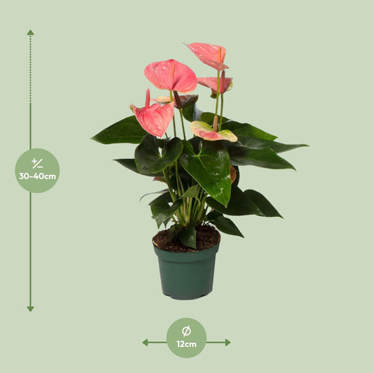 Flamingoplant - Anthurium Sweet Dream - Ø12cm - ↕35cm