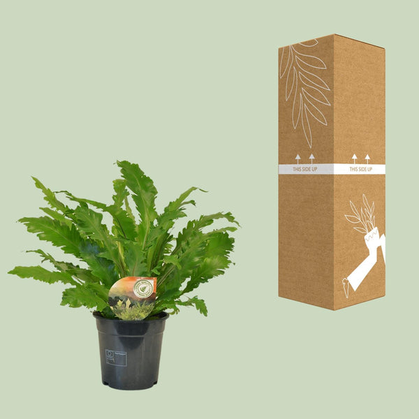 Tongvaren - Asplenium Campio - Ø17cm - ↕50cm