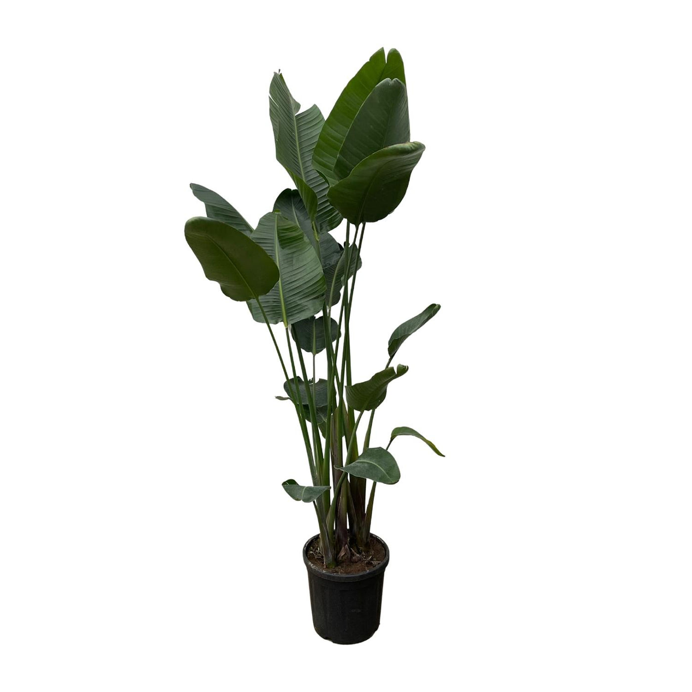 Witte paradijsvogelplant - Strelitzia nicolai - Ø34cm - ↕250cm