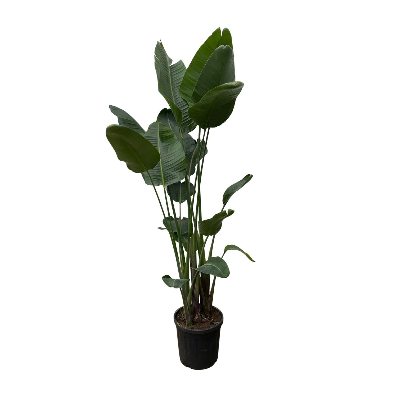 Witte paradijsvogelplant - Strelitzia nicolai - Ø34cm - ↕250cm