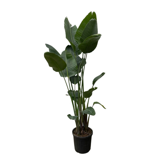 Witte paradijsvogelplant - Strelitzia nicolai - Ø34cm - ↕250cm
