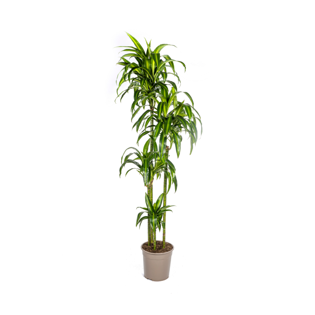 Drakenbloedboom - Dracaena Deremensis Hawaiian Sunshine - Ø27cm - ↕180cm