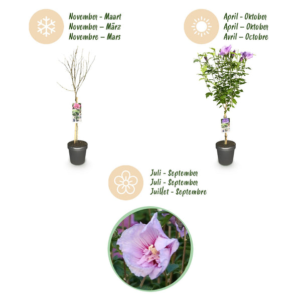 Hibiscus op stam - Hibiscus syriacus 'Lavender Chiffon' - lavendel - Ø19cm - ↕90cm