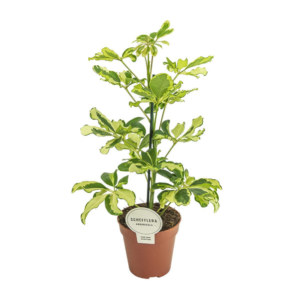 Vingerboom - Schefflera Charlotte - Ø13cm - ↕45cm