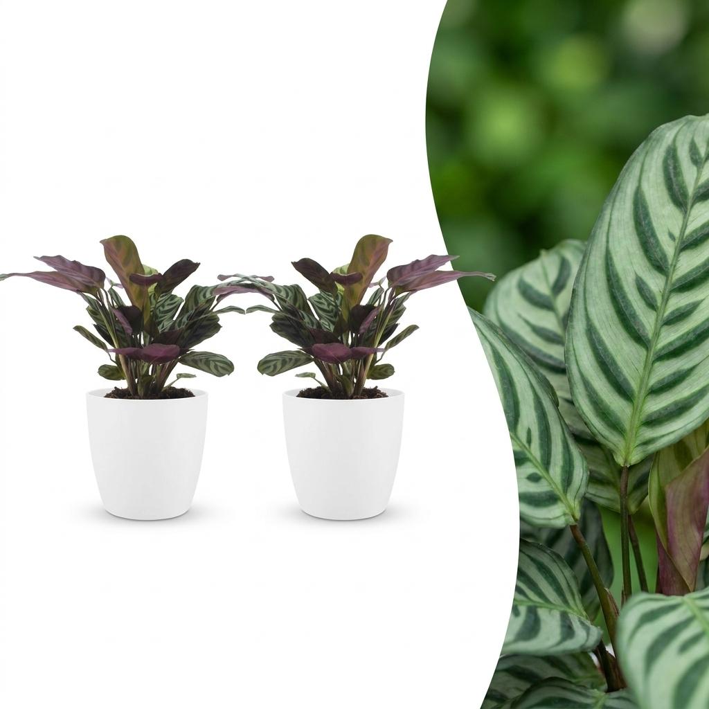 2x Ctenanthe Burle Marxii - incl. Elho Potter - wit - Ø12cm - ↕30cm