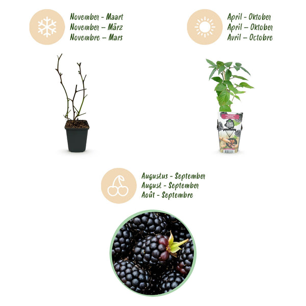 Bramenplant - Rubus Thornfree - Ø9cm