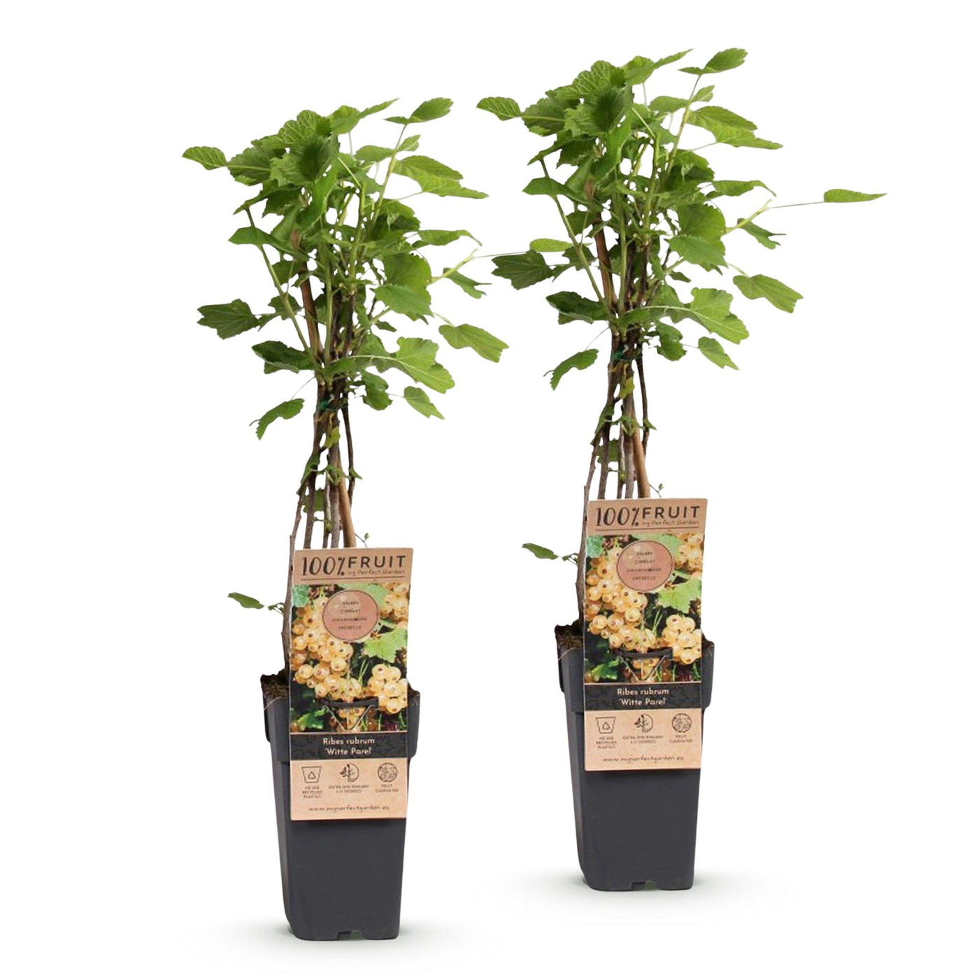 Bessenplant - Ribes rubrum Witte Parel - Ø15cm - ↕50cm