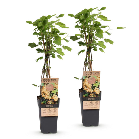 Bessenplant - Ribes rubrum Witte Parel - Ø15cm - ↕50cm
