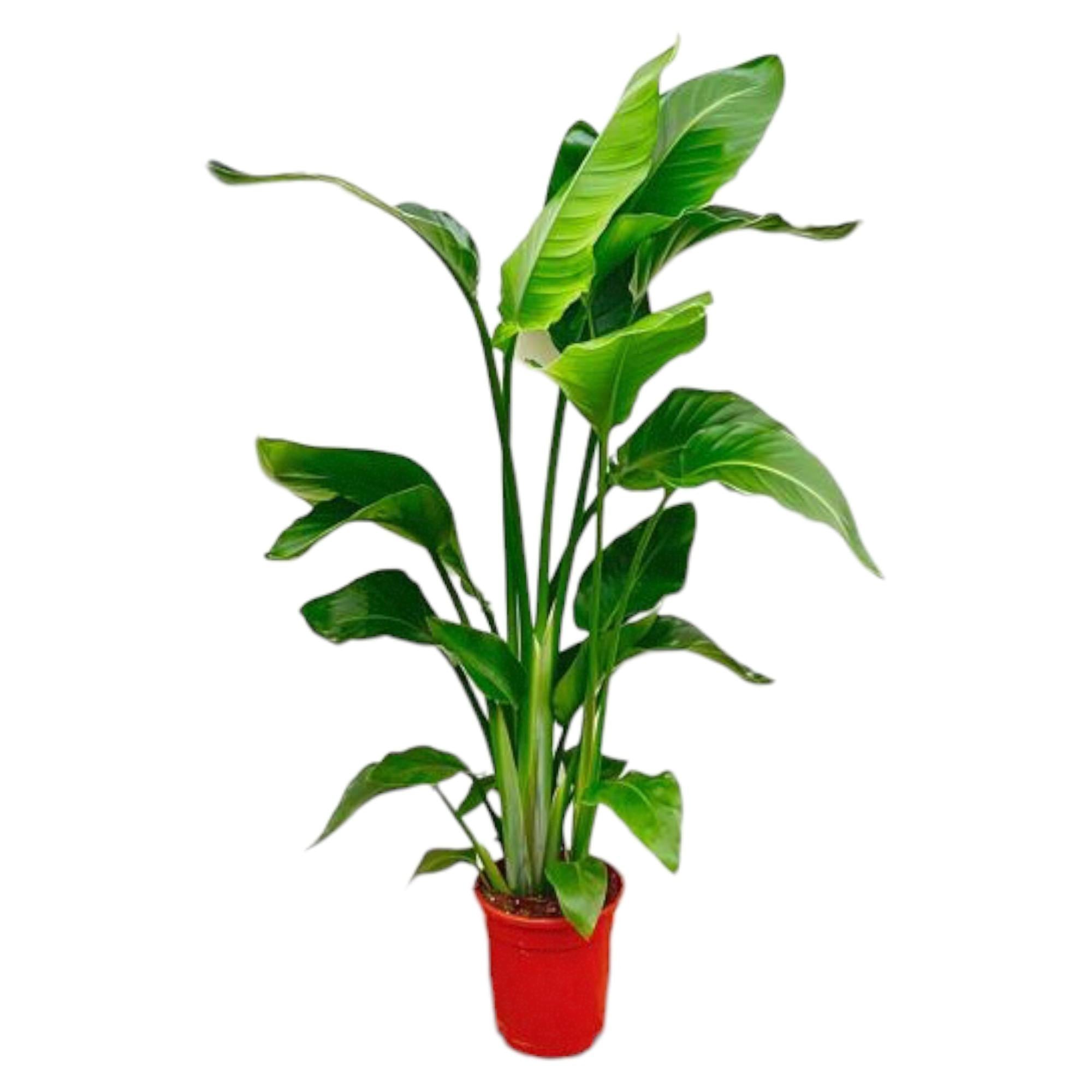 Witte paradijsvogelplant - Strelitzia nicolai - Ø17cm - ↕70-100cm