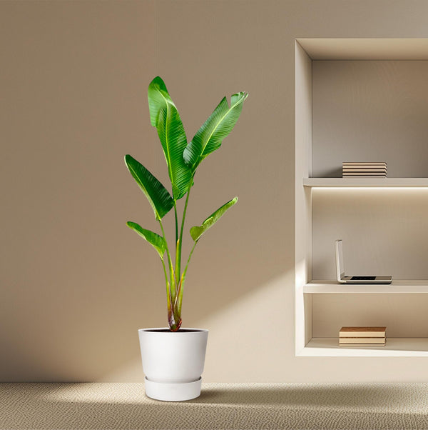 Witte paradijsvogelplant - Strelitzia augusta - Ø30cm - ↕210cm