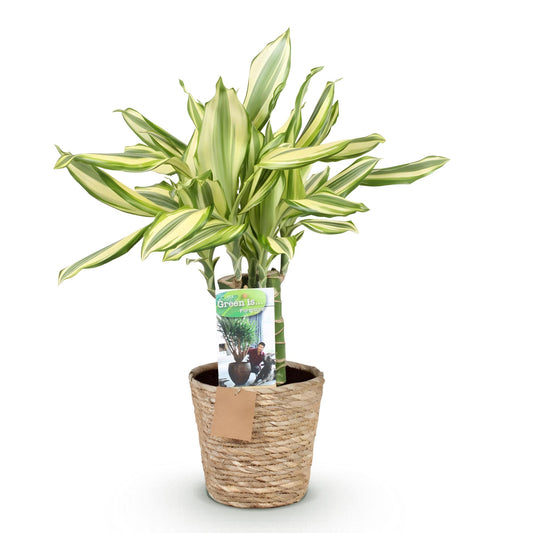 Drakenbloedboom - Dracaena fragrans Diamond Dream - Ø17cm - ↕50-55cm