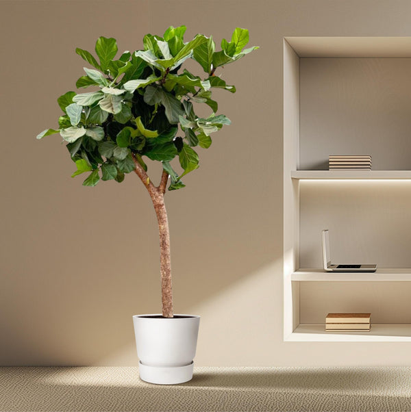 Vioolbladplant - Ficus lyrata XXXL - Ø40cm - ↕230cm