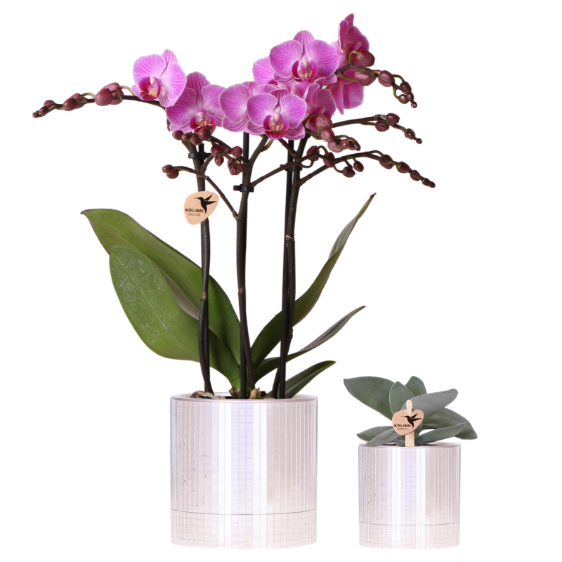 Plantenset - Phalaenopsis 'Vienna' met vetplant - incl. keramieken sierpotten
